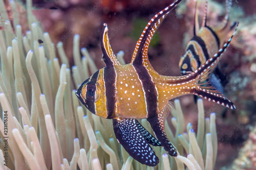 Banggai cardinalfish,Pterapogon kauderni