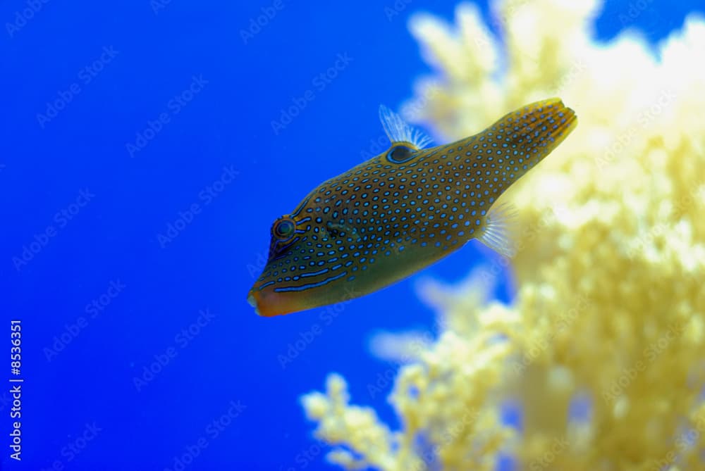 Canthigaster papua