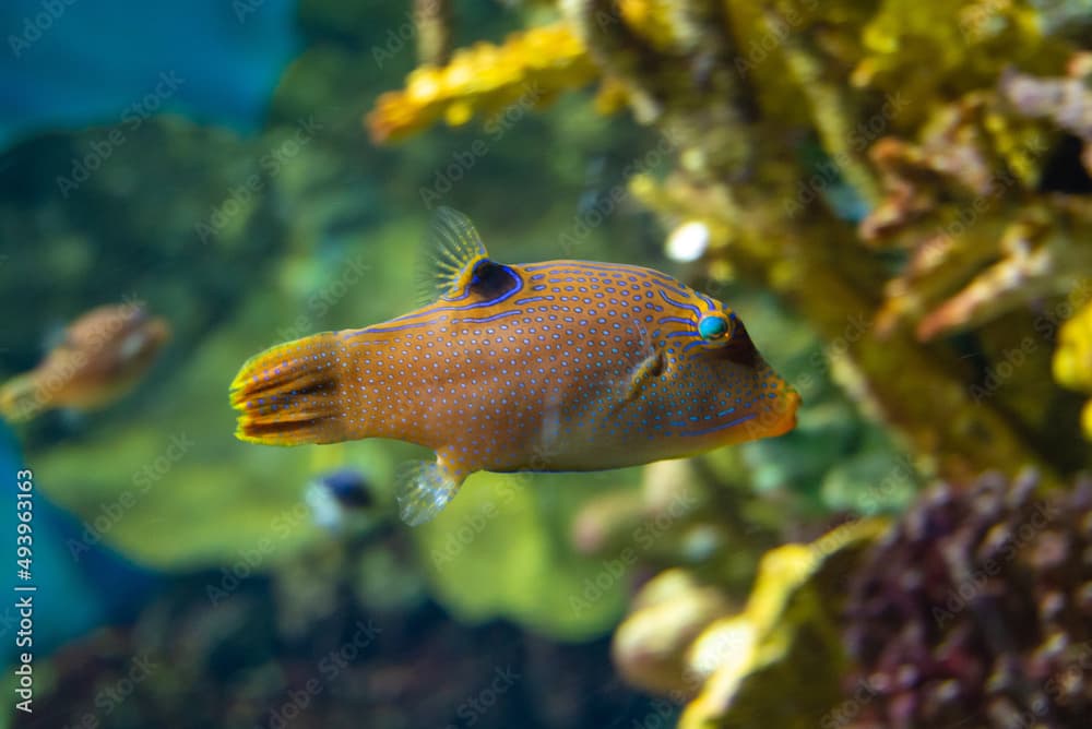 Exotic strange colorful fish, Papuan toby, Canthigaster papua in an aquarium