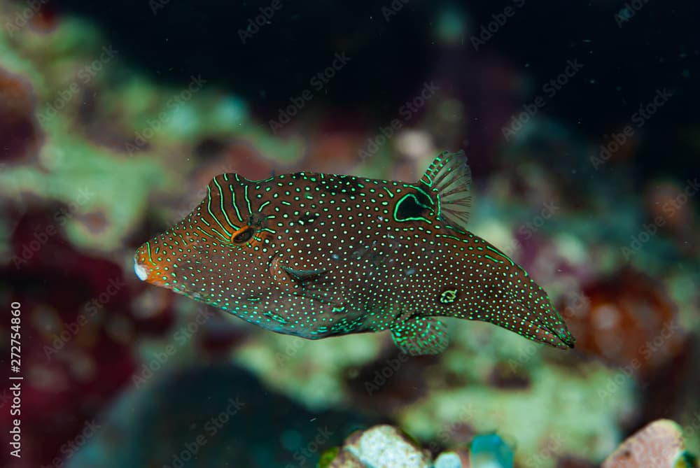 Papuan Toby Canthigaster papua