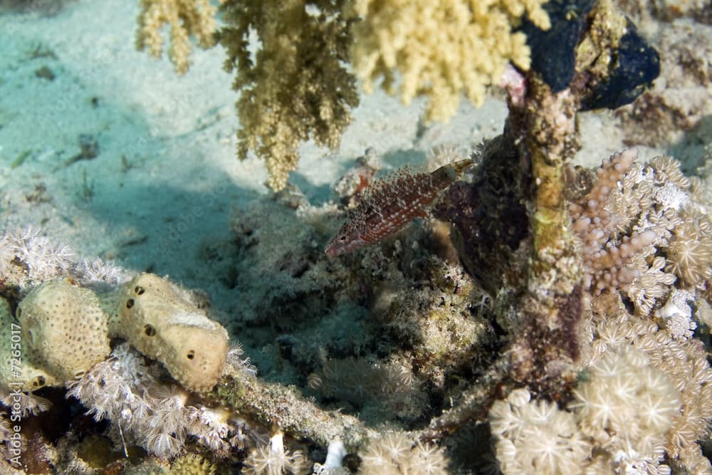 mental wrasse (oxycheilinus mentalis)