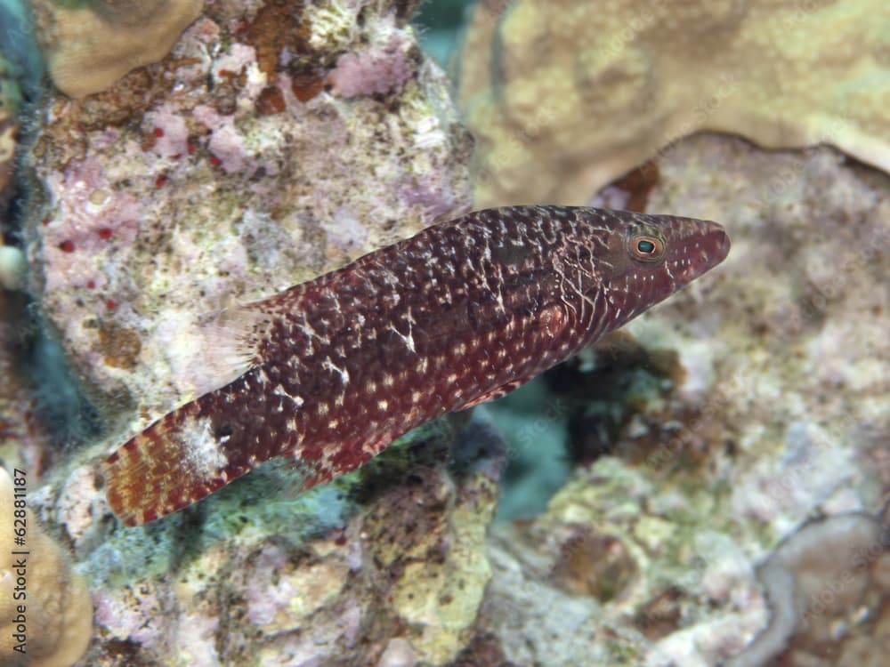 Mental wrasse