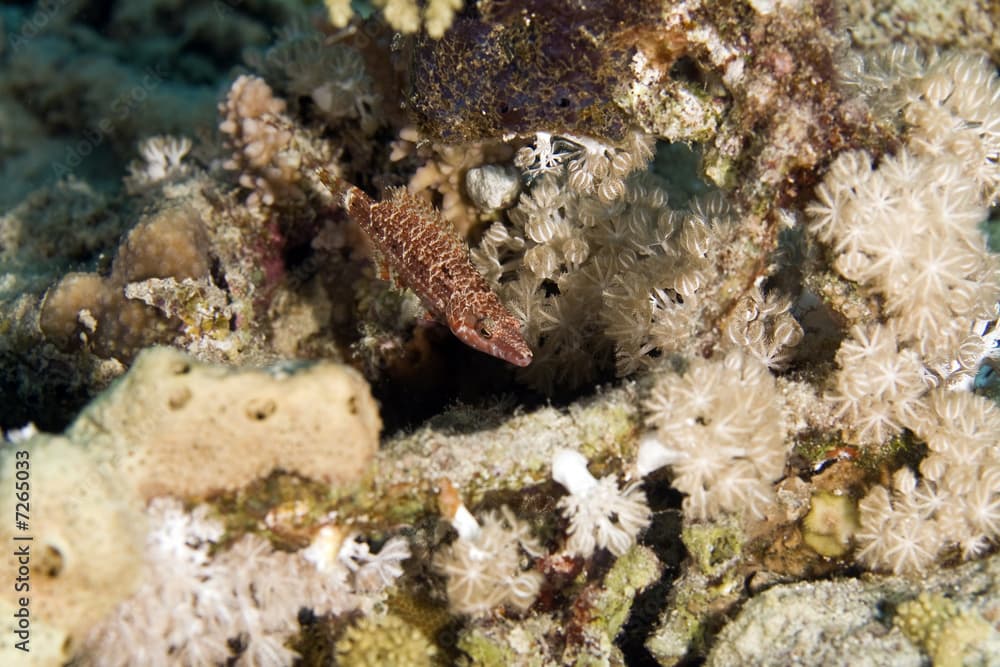 mental wrasse (oxycheilinus mentalis)