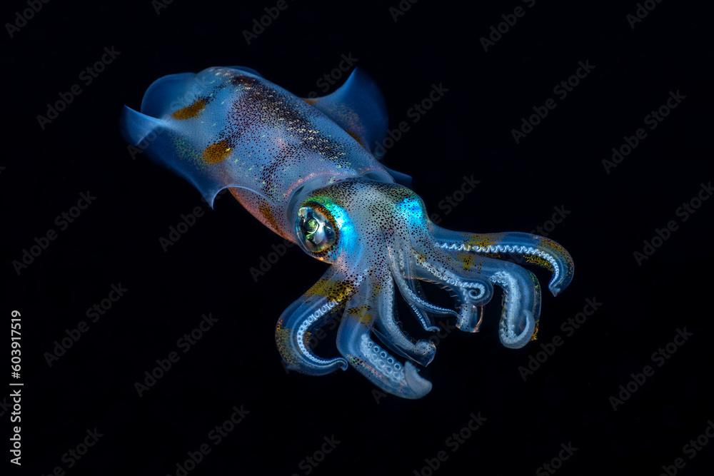 Amazing underwater world. Sepioteuthis lessoniana - Bigfin Reef Squid. Squids in the night. Black Water Diving. Underwater photography. Tulamben, Bali, Indonesia.