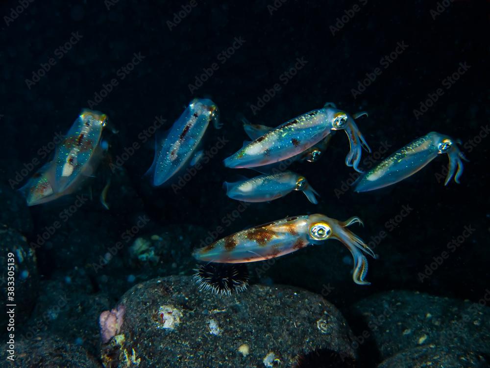 Big Fin Reef Squid (Sepioteuthis lessoniana) at Night