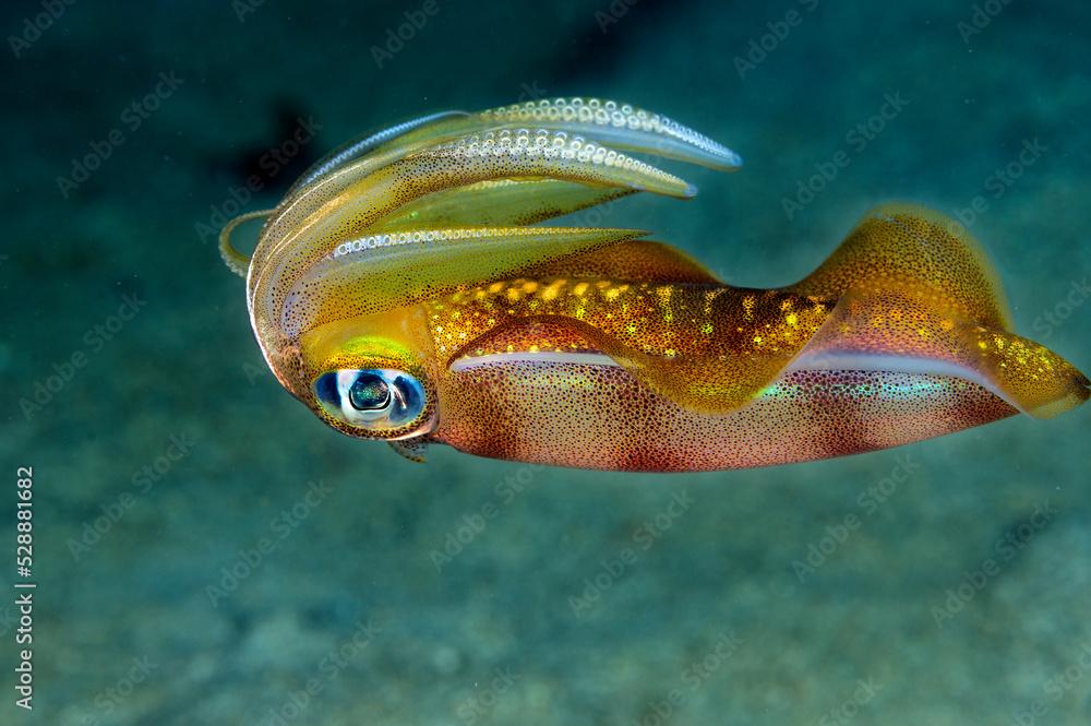 Reef squid, Sepioteuthis lessoniana, Raja Ampat Indonesia.