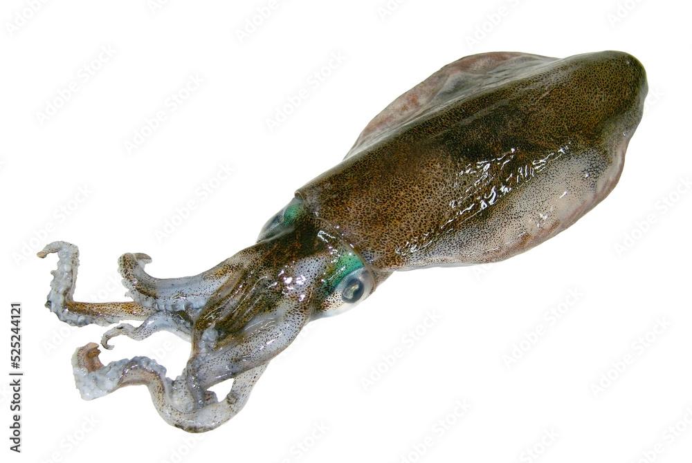 Bigfin reef squid body cutout photograph with white 
background.