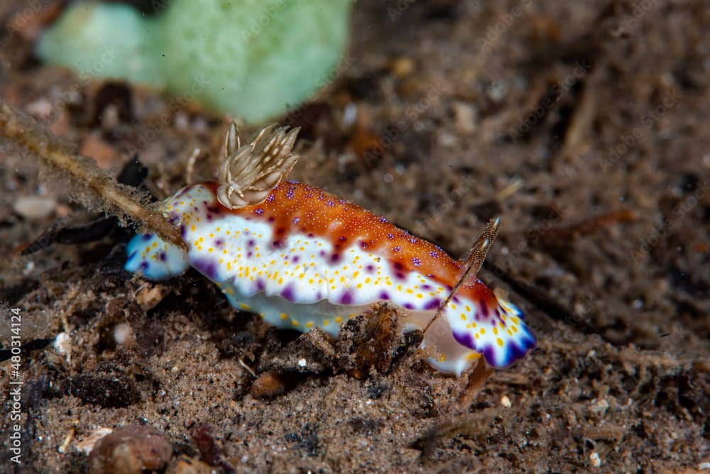 Collingwood's Goniobranchus Goniobranchus collingwoodi