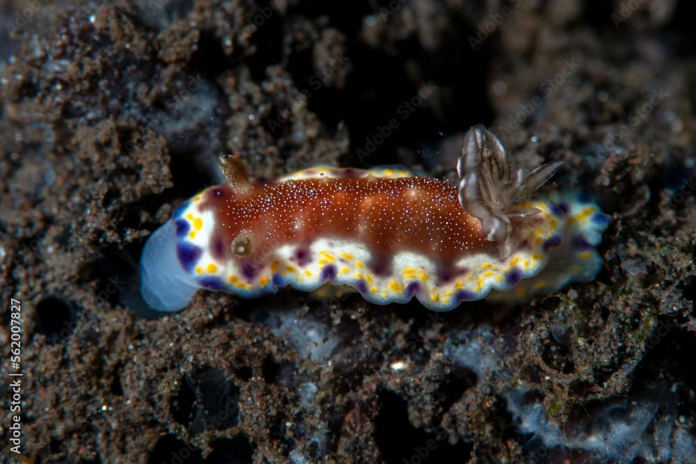 Nudibranch (sea slug) - Goniobranchus collingwoodi feeds on the sponge. Underwater macro life of Tulamben, Bali, Indonesia.