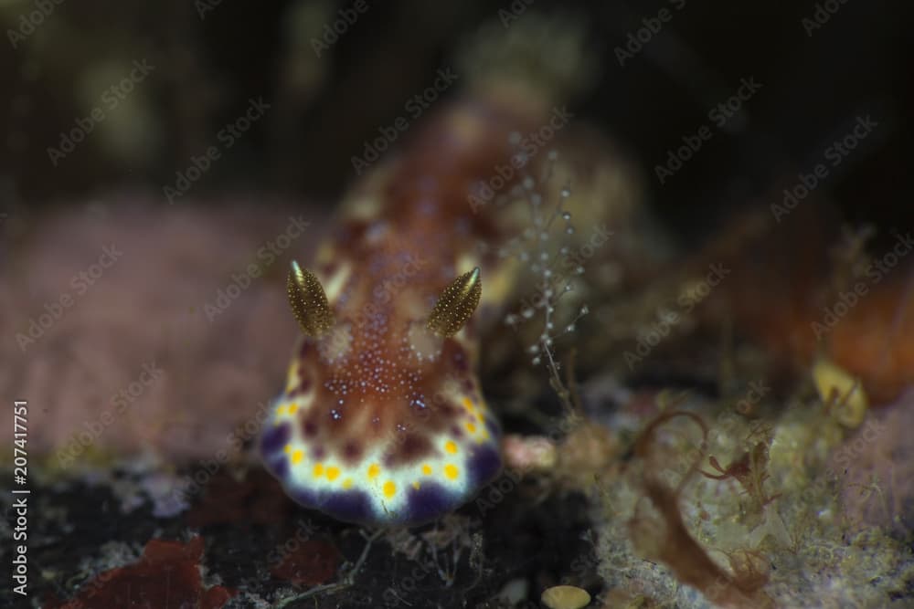 Nudibranch Goniobranchus collingwoodi in  Anilao, Pilippines