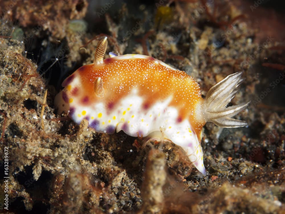 Nudibranch Chromodoris collingwoodi