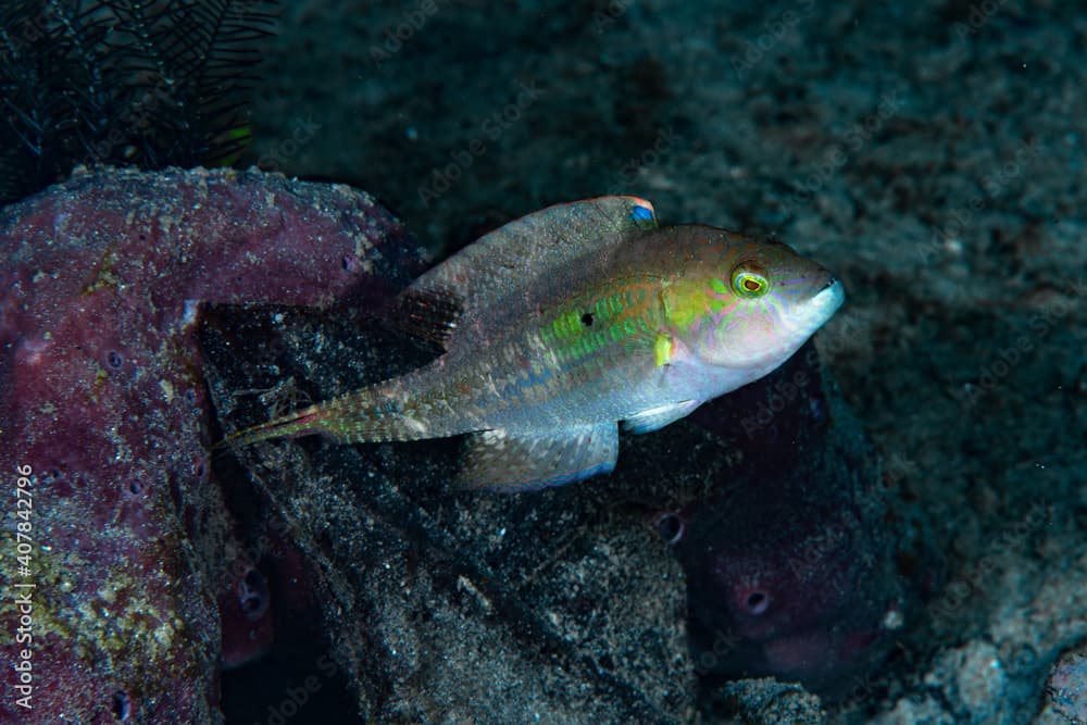 Twospot Wrasse Oxycheilinus bimaculatus