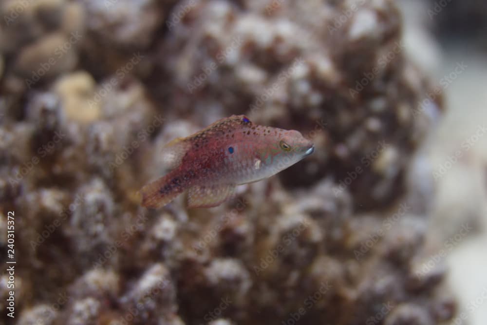 Twospot Wrasse on Coral Reef