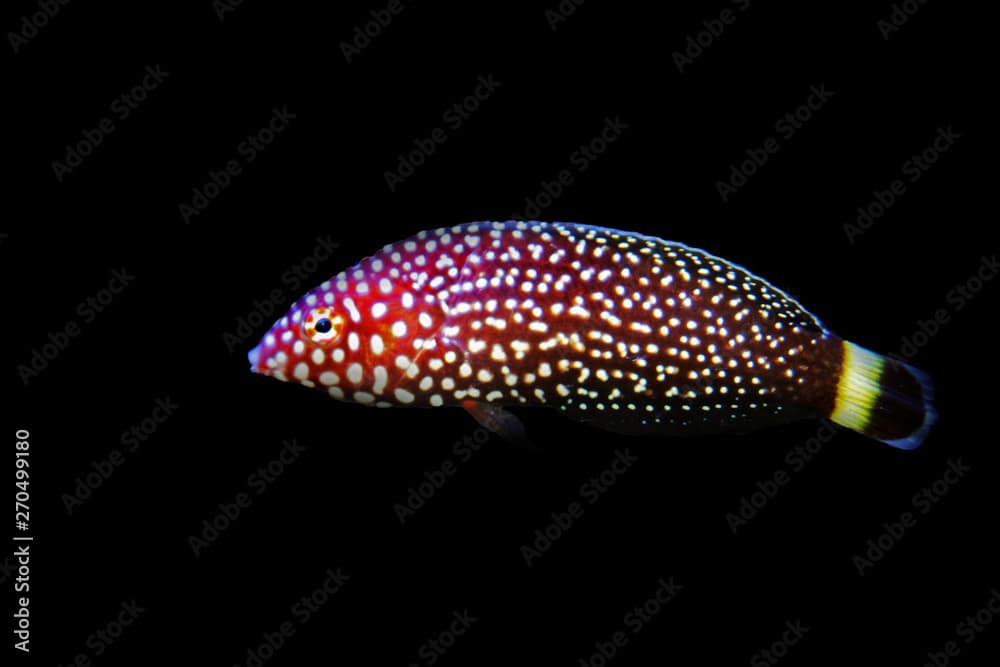 White spotted wrasse fish - Melanurus Anampses