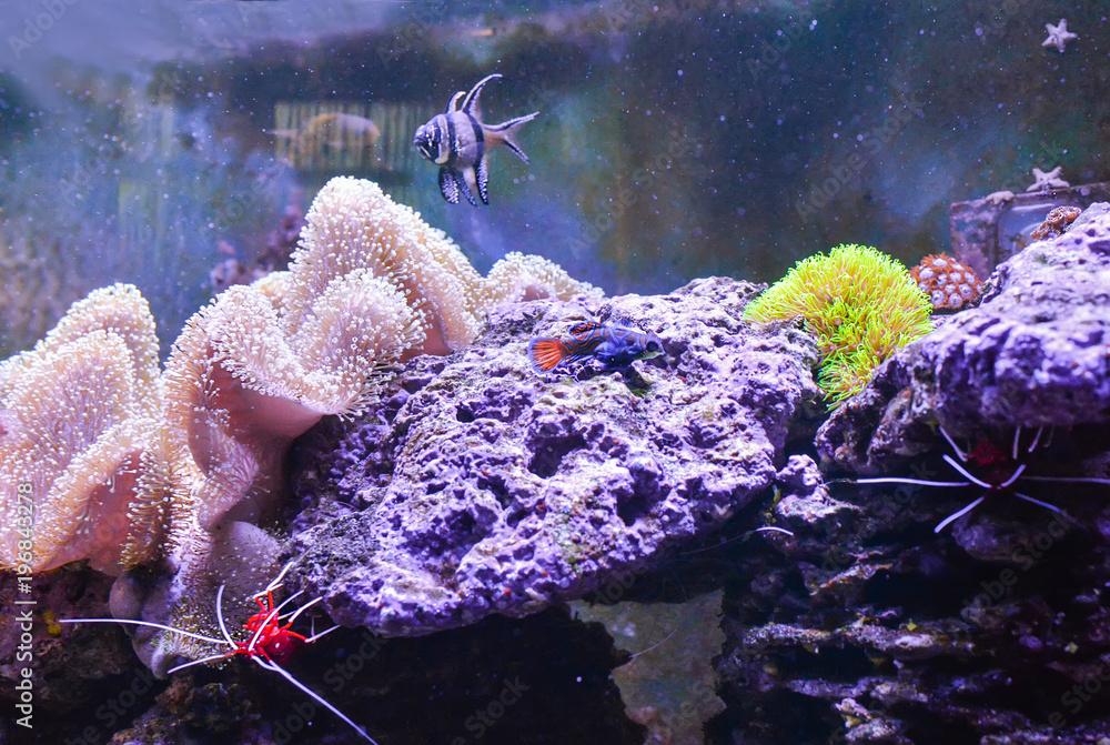 Reef tank, marine aquarium full of fishes and plants. Tank filled with water for keeping live underwater animals. Zoanthus. Zebrasoma. Fire Shrimp, Mandarin Fish, Pterapogon, Six Line Wrasse. 