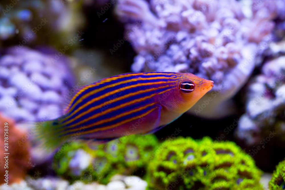 Six Line Wrasse fish in aquarium