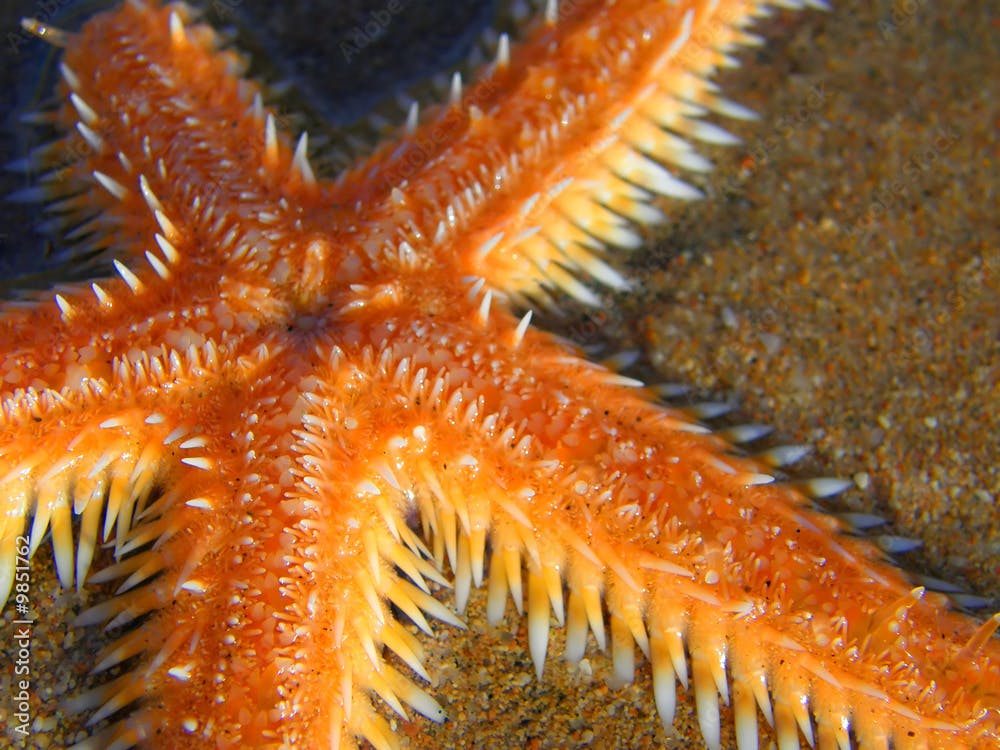 Orange starfish on the sea-bed