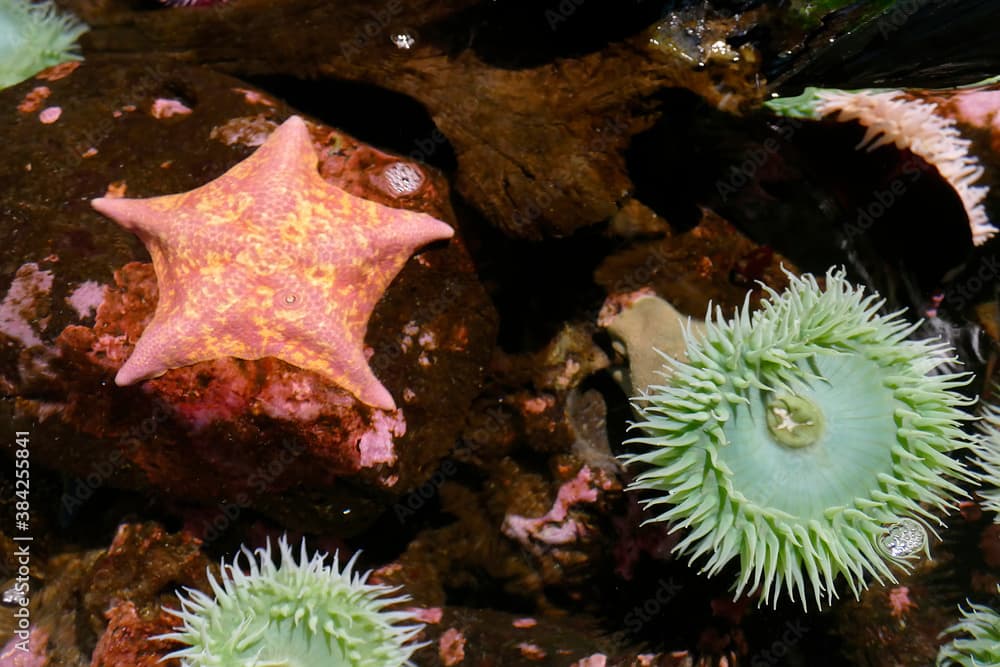 Bat star starfish  Asterina miniata