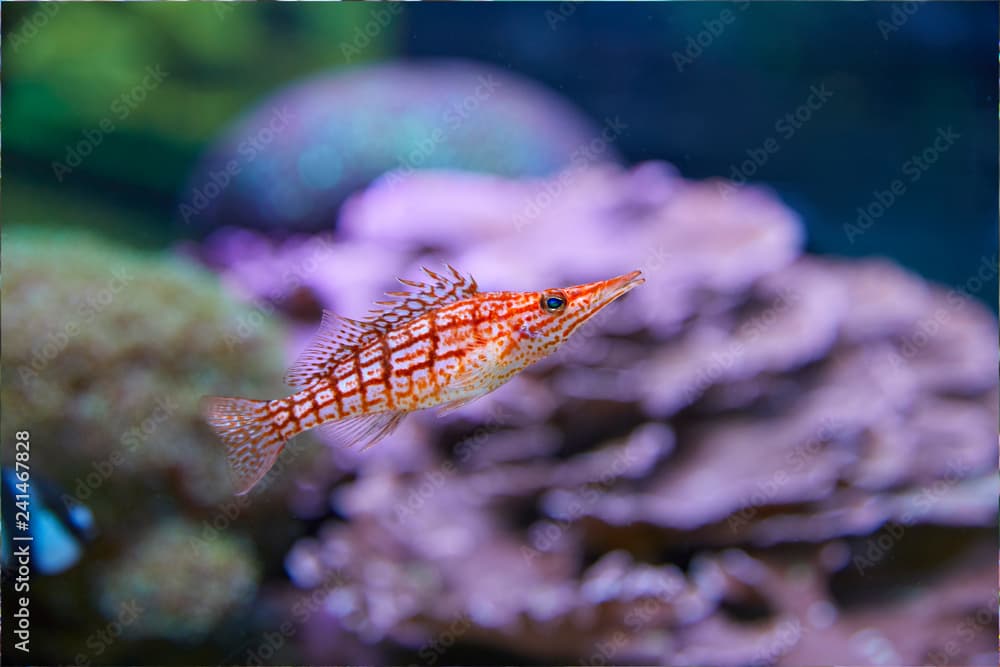 Colorful longnose hawkfish  in coral garden.