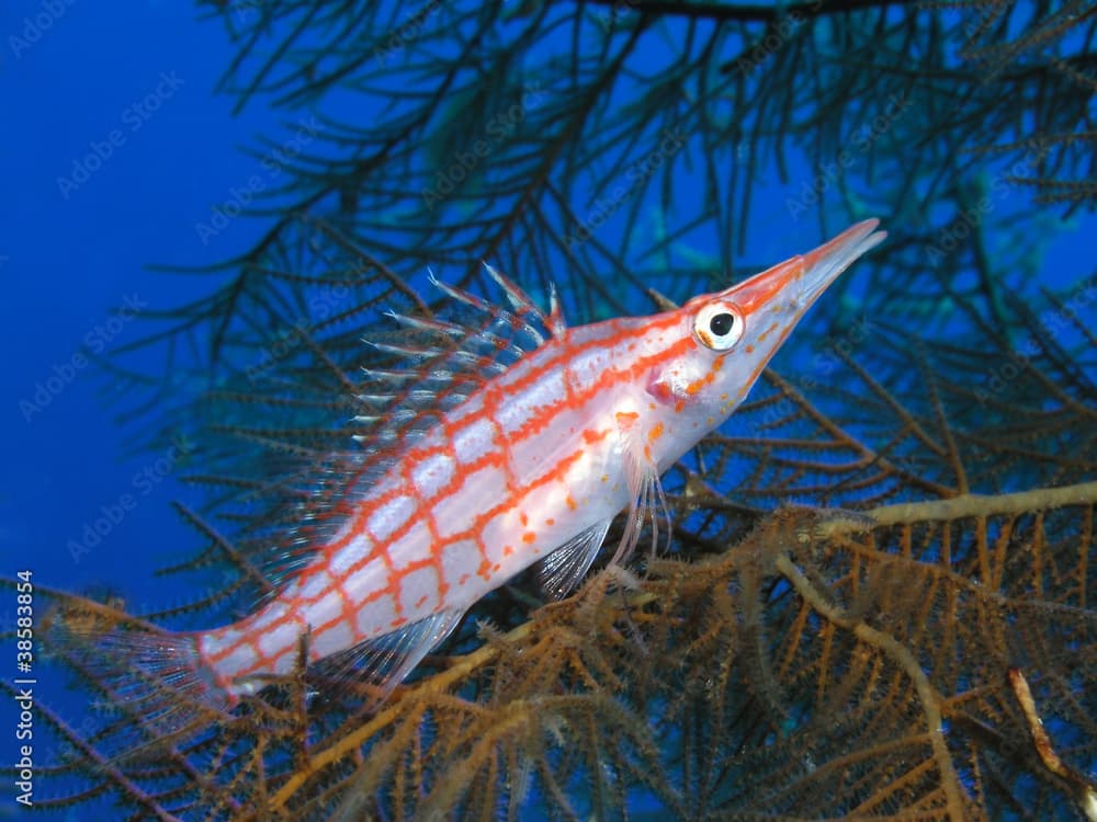 longnosed hawkfish oxycirrhites typus