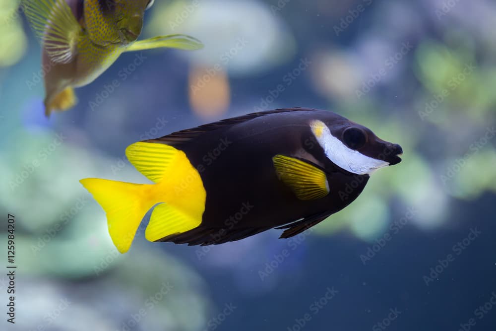 Bicolored foxface (Siganus uspi).