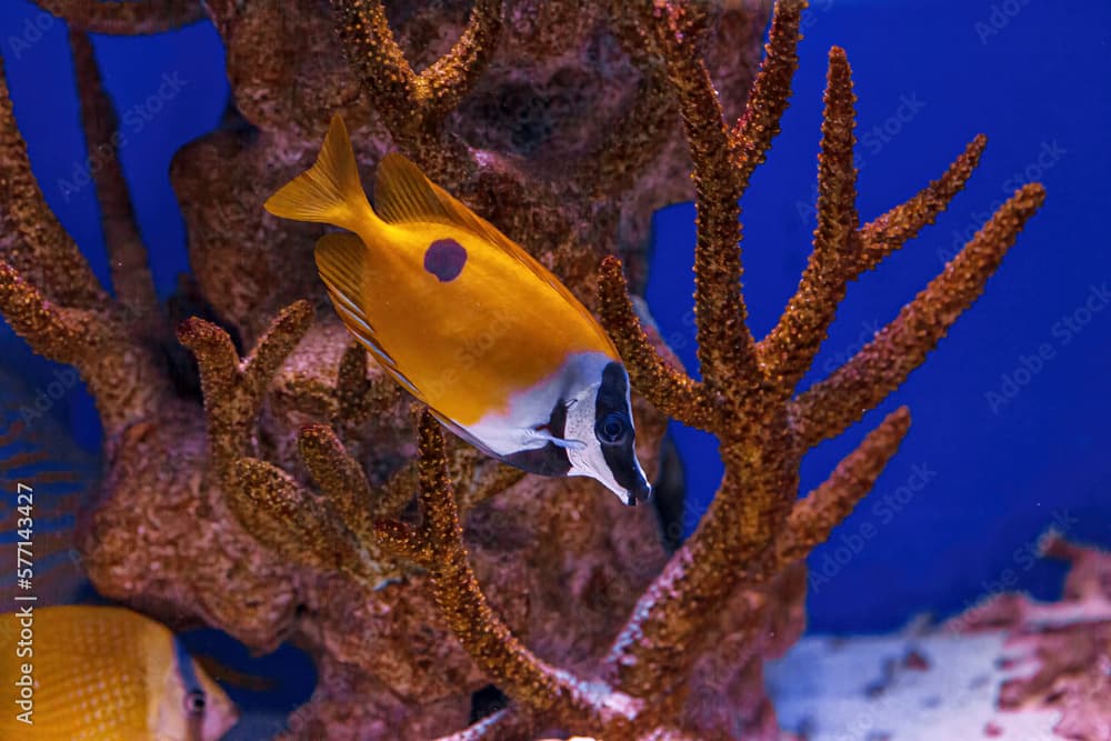 Underwater shot of the fish Siganus uspi