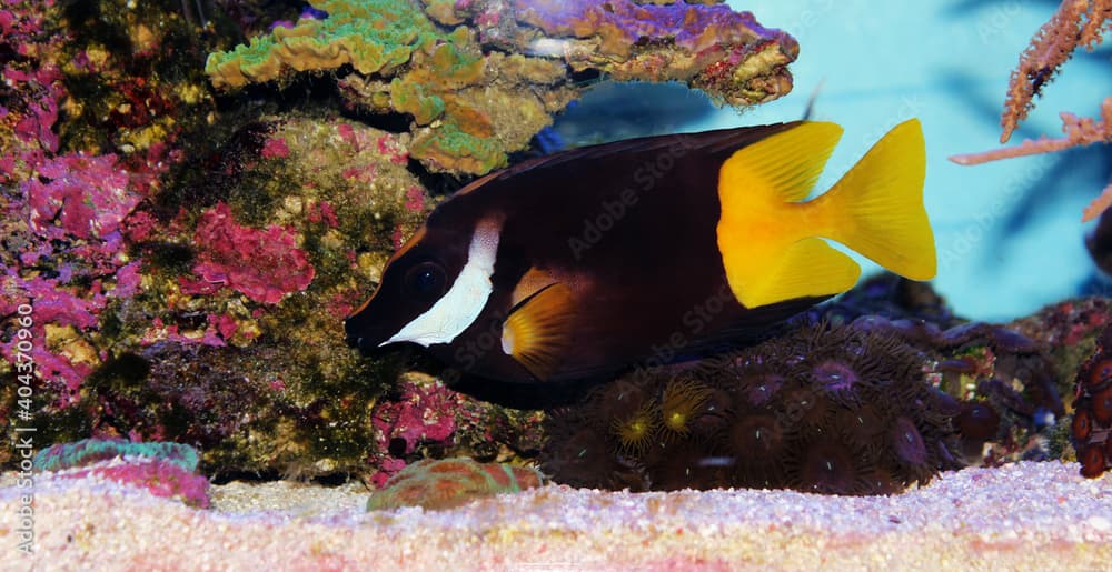 Bicolor Black with yellowtail Foxface rabbitfish - (Siganus uspi)