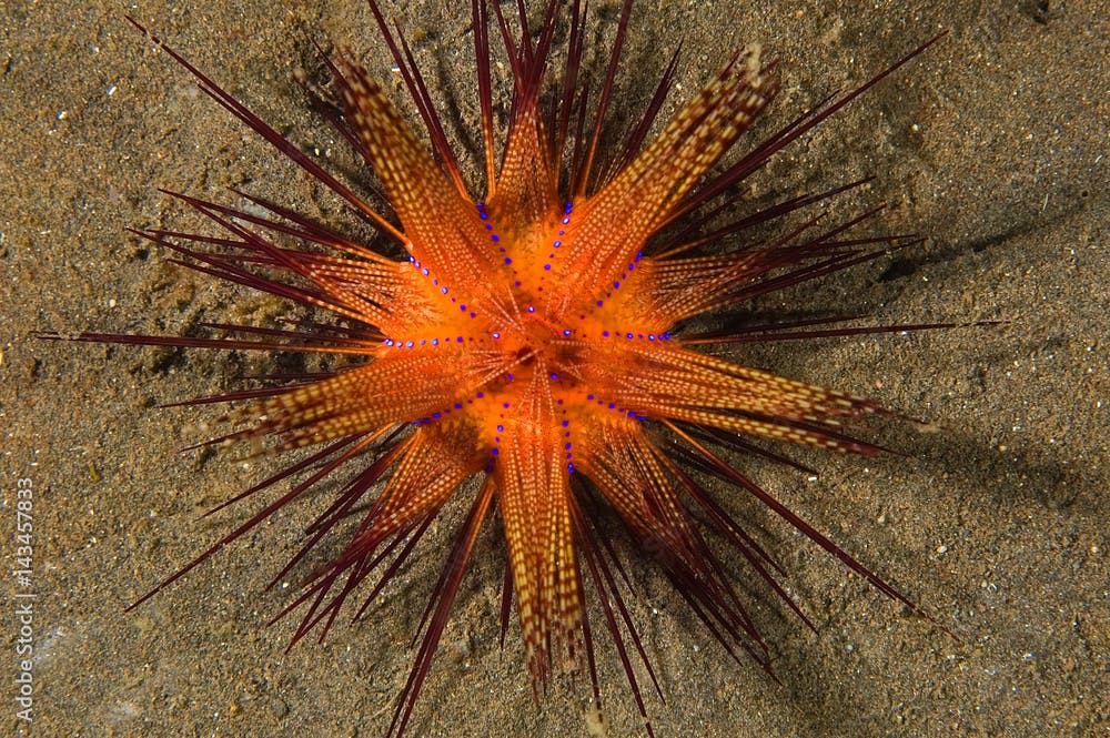 Venomous sea urchin, Astropyga radiata, Bali Indonesia.