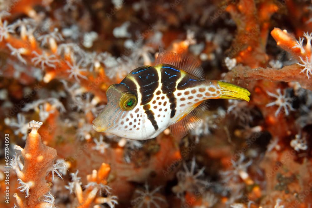 Valentine's Sharpnosed Puffer, Canthigaster valentini