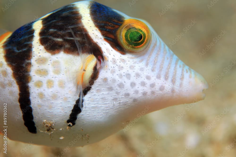 Close-up of a Black-saddled Toby (Canthigaster Valentini). Padang Bai, Bali, Indonesia