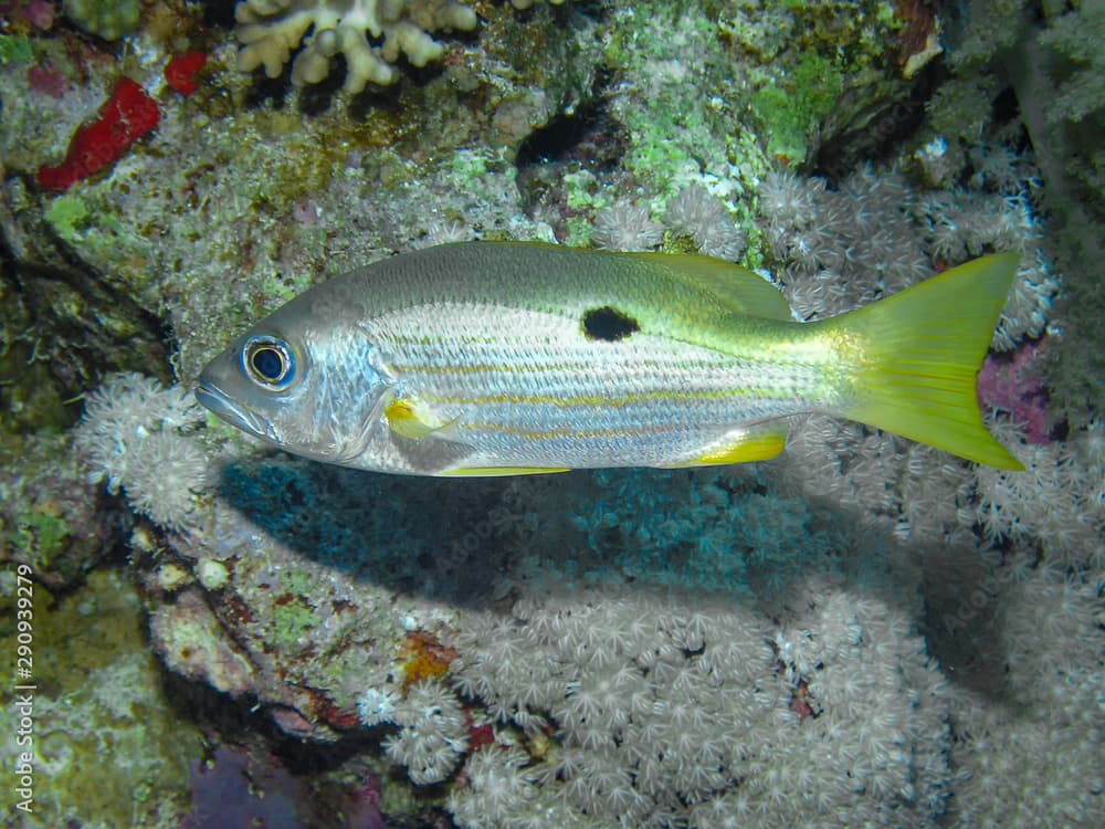 Ehrensberg Snapper (Lutjanus ehrenbergii) in the Red Sea