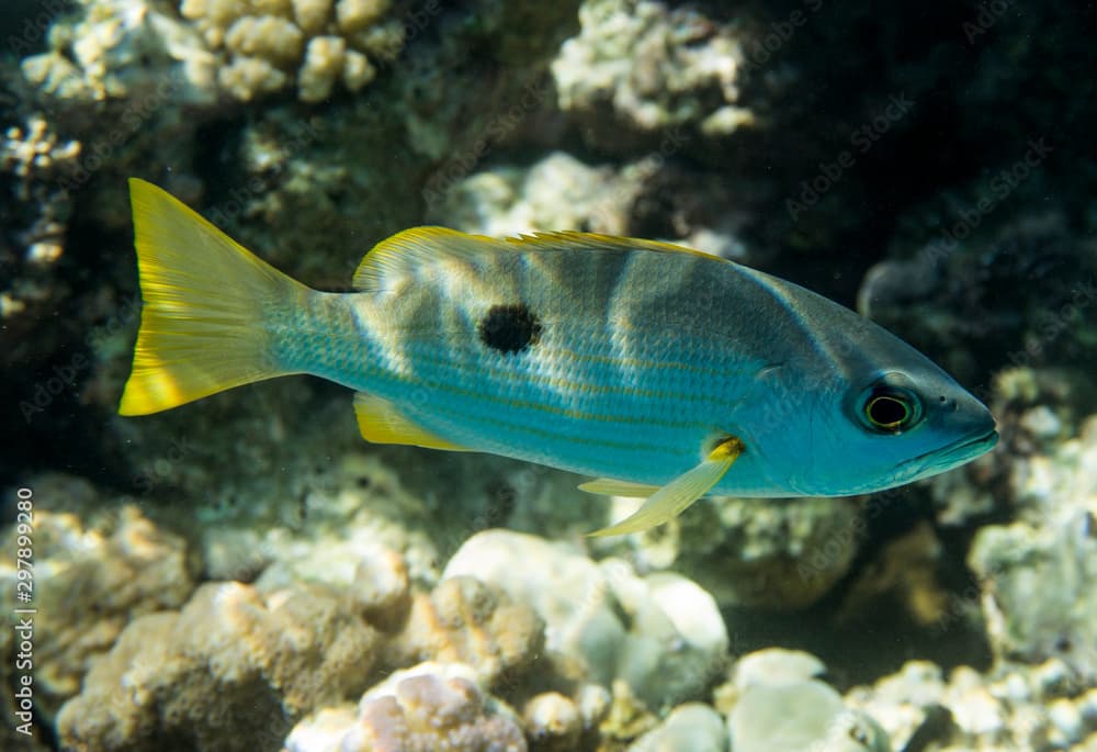 Lutjanus ehrenbergii - Ehrenberg's snapper.