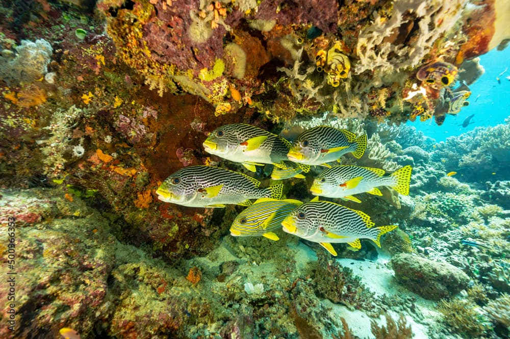 Black spot snappers, Lutjanus ehrenbergii, Raja Ampat Indonesia.