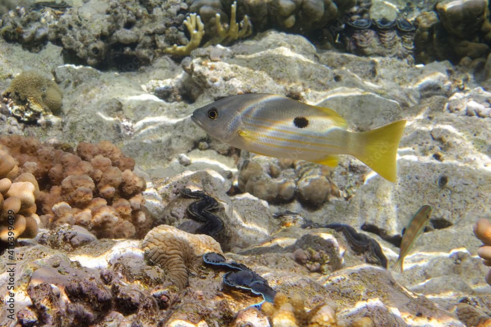 Black-spot snapper or Ehrenberg's Seaperch (Lutjanus ehrenbergii) in Red Sea