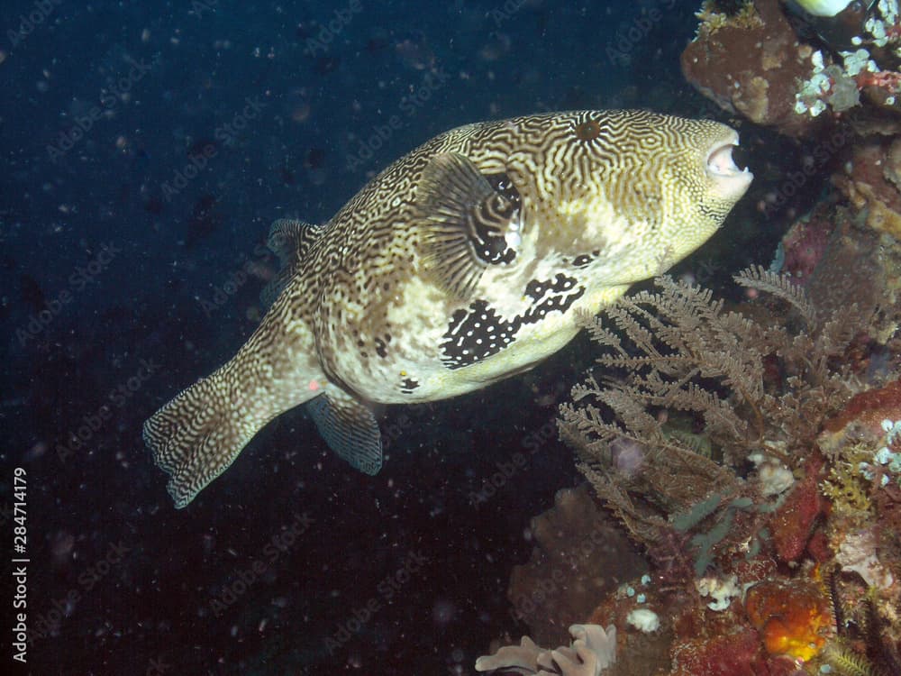 A Map Puffer (Arothron mappa) 