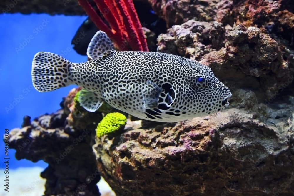 Puffer fish with black and white pattern, diving, spotted map pufferfish underwater with corals and stones on background, arothron mappa from Indonesia, wildlife 