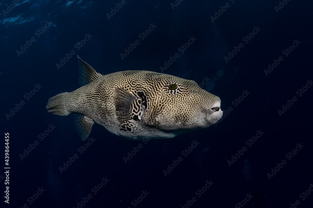 Scribbled Pufferfish, arothron mappa, in Maldives