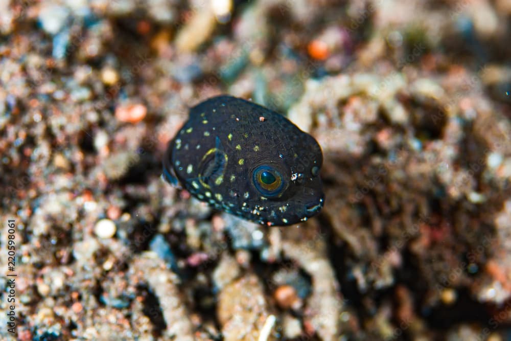 Scribbled Pufferfish Arothron mappa Juvenile