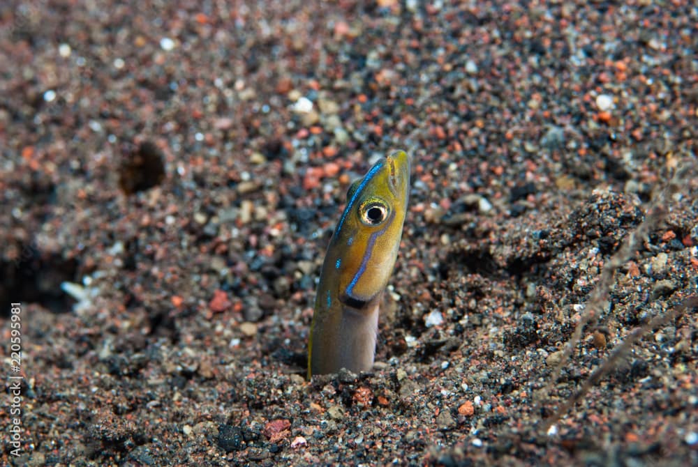 Orange-striped wormfish Gunnellichthys viridescens