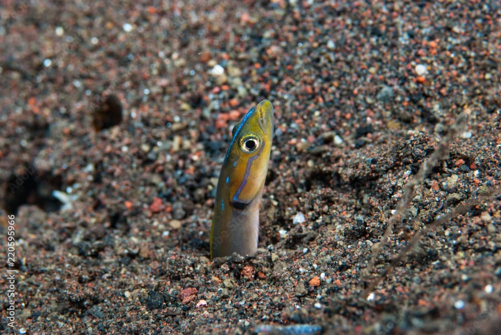 Orange-striped wormfish Gunnellichthys viridescens