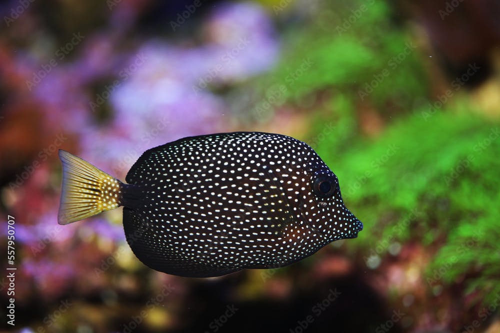 Rare and expensive ornamental fish Gem tang or White spotted surgeonfish (Zebrasoma gemmatum)  