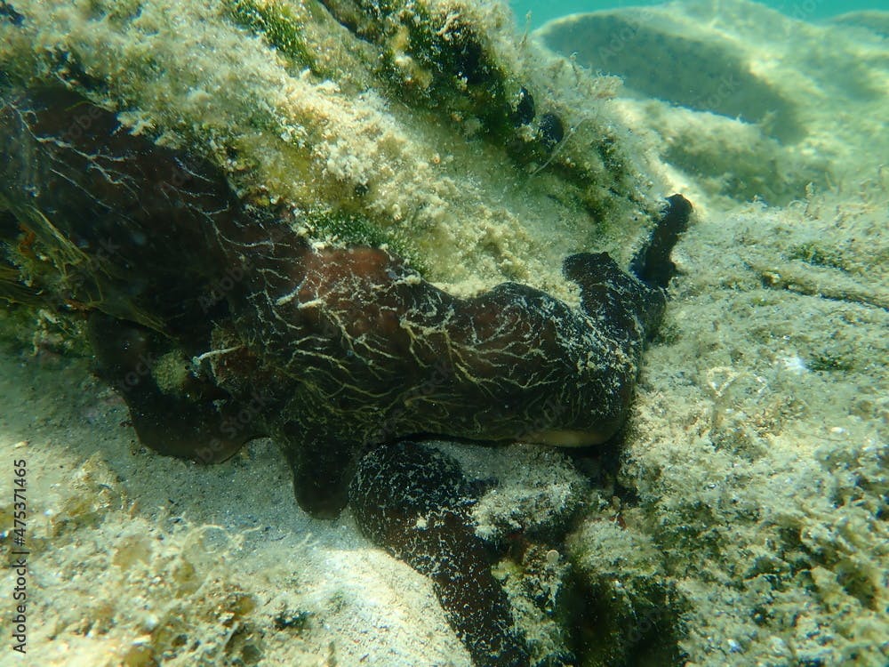 Kidney sponge (Chondrosia reniformis) undersea, Aegean Sea, Greece, Halkidiki