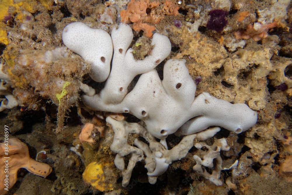 Kidney sponge (Chondrosia reniformis) in a cave in Mediterranean Sea