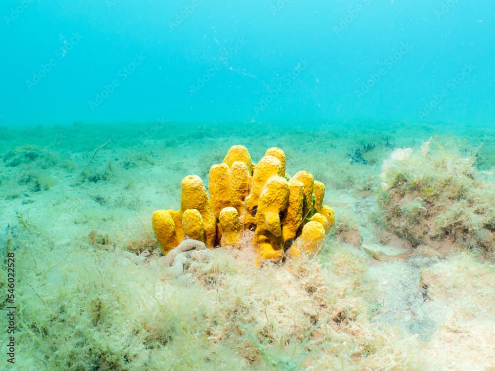 Yellow tube sponge, Aplysina aerophoba, with a light turquoise ocean background. Picture from the Adriatic Sea, Croatia