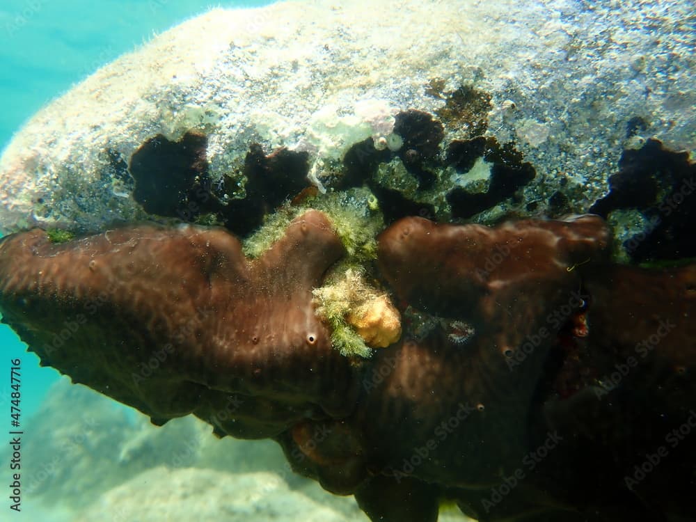 Kidney sponge (Chondrosia reniformis) and bryozoa or moss animal Schizomavella (Schizomavella) mamillata undersea, Aegean Sea, Greece, Halkidiki