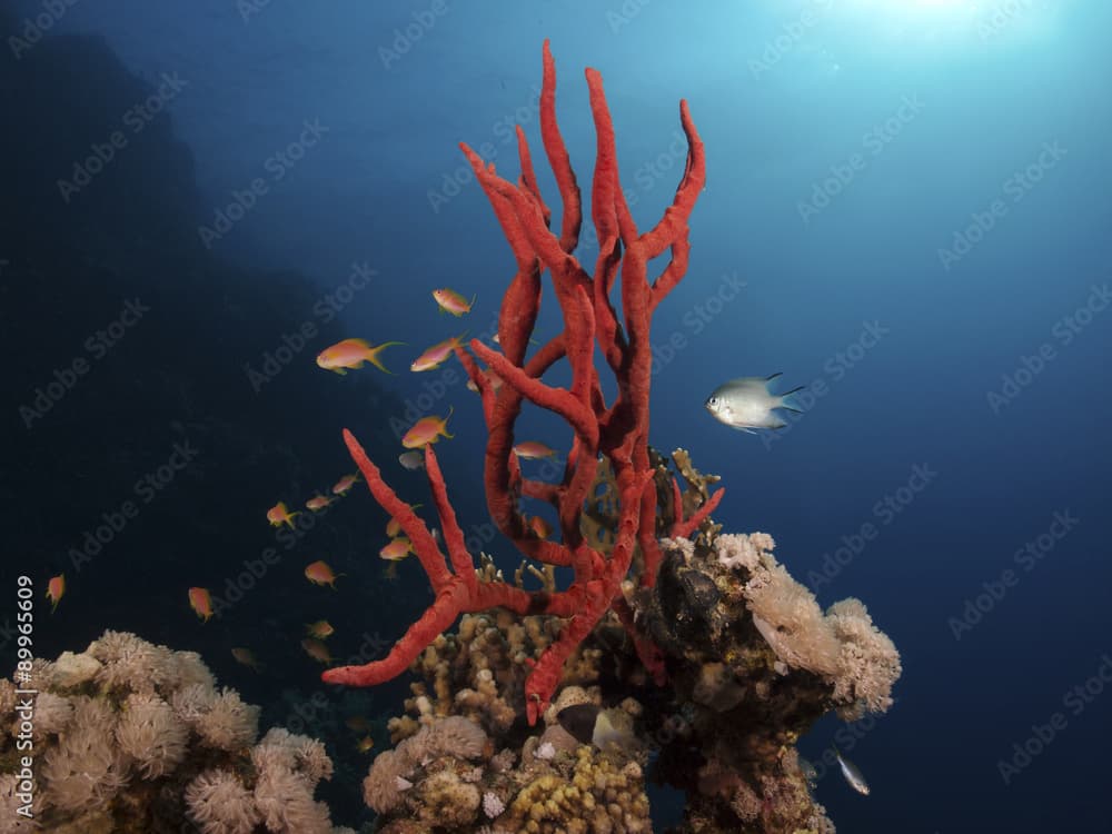 Toxic finger sponge, Giftiger Fingerschwamm (Negombata magnifica)