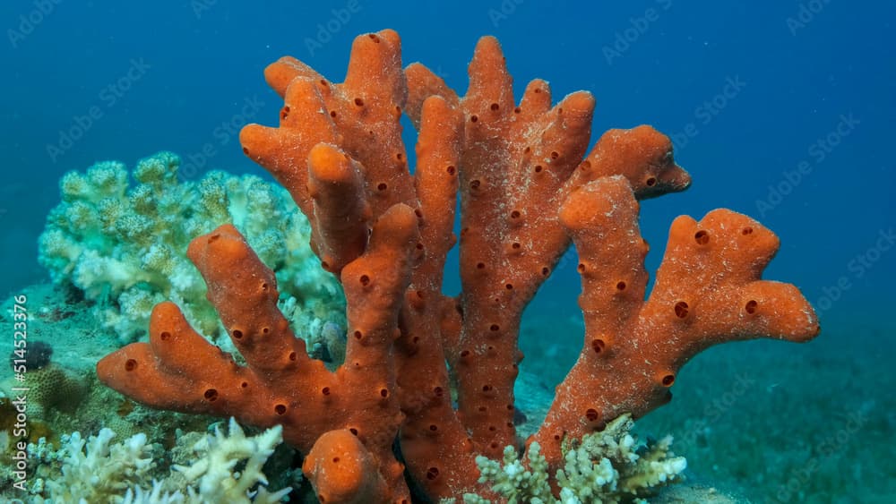 Close-up of the Red Toxic Finger-sponge (Negombata magnifica). Underwater landscape. Red sea, Egypt