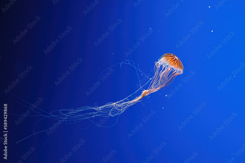 macro photography underwater northern sea nettle or brown jellyfish jellyfish