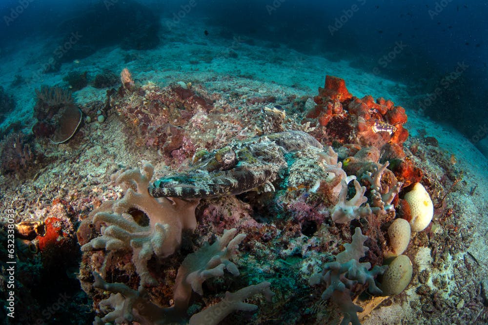 Crocodile Fish on the seabed in Raja Ampat. Cymbacephalus beauforti during dive in Indonesia. Crocodile flathead are hiding on the corals.