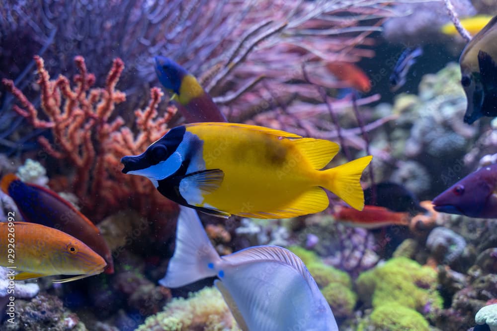 One spot foxface (Siganus unimaculatus) in reef tank